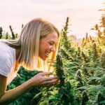 Darknet Cannabis Markets