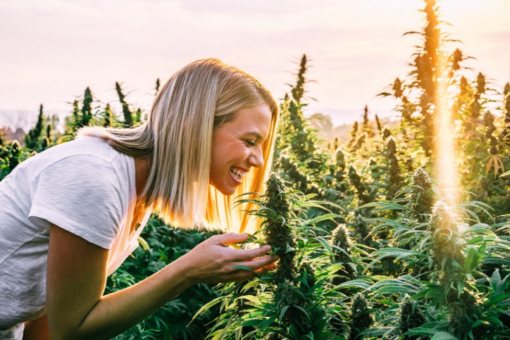 Darknet Cannabis Markets